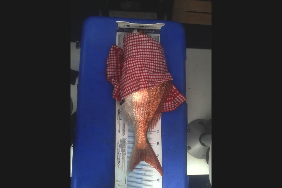 paul WILLIAMSON caught this 56.5cm Snapper at Fantail Bay during The Export NZ Fishing Competition